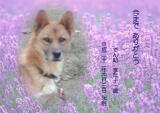 でん助ちゃんのメモリアル写真　ペット葬儀日：２０１０年４月４日　茨城県よりご依頼